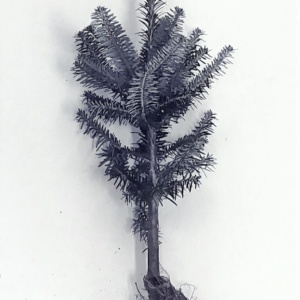 Fraser Fir Transplant Plug+2 14/20" - Sold out