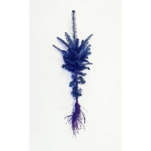 Fraser Fir Transplant Plug+2 12/18"