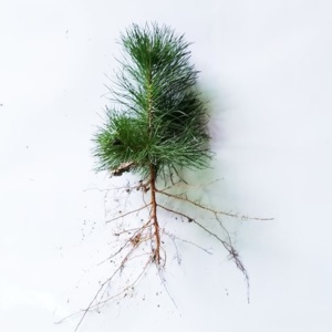 Scotch Pine Seedling - Scottish Highland or East Anglia 2-0 8/14"