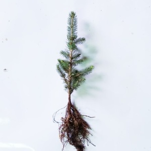 Colorado Blue Spruce Transplant - P+1 8/14" - Sold out