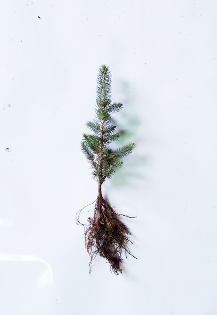 Blue Spruce & Colorado Spruce Tree Seedlings for Sale 