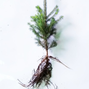 Norway Spruce Transplant 2-1 12/18"