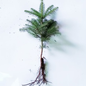 Fraser Fir Transplant Plug+2 10/16"