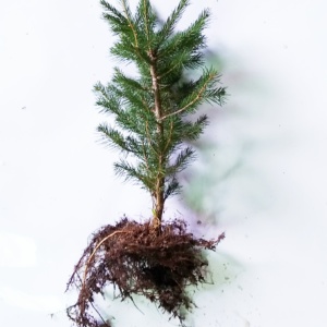 Norway Spruce Transplant 2-1 10/16"
