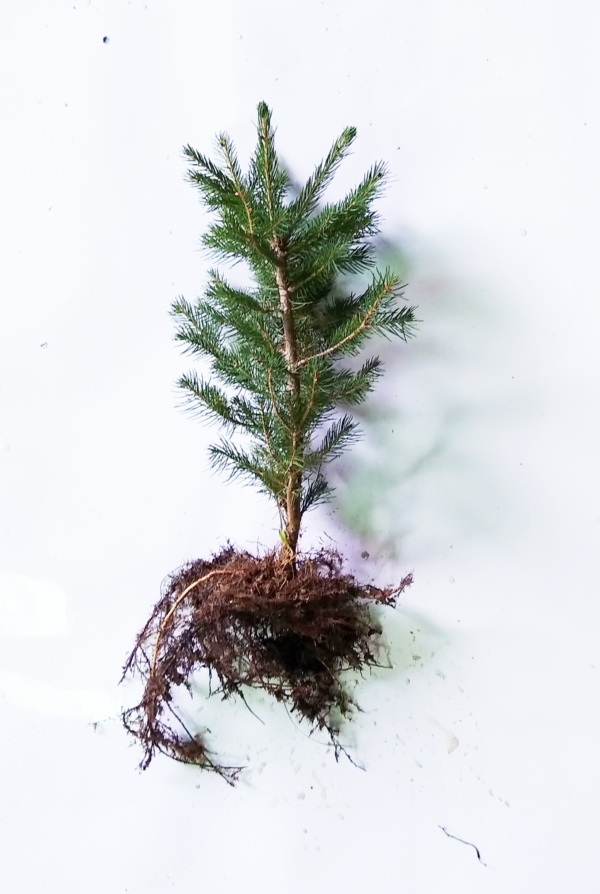 Norway Spruce Transplant 2-1 10/16"