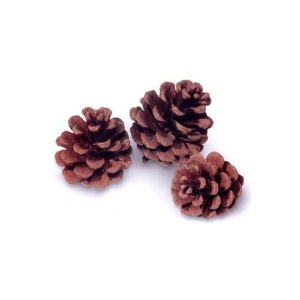 Cones, Red Pine, box of 100
