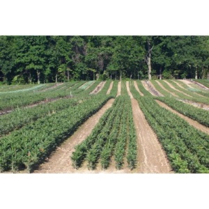 Seedlings & Transplants