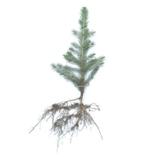 SPRUCE SEEDLINGS & TRANSPLANTS