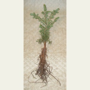 Concolor Fir Transplant Plug+1 10/16"