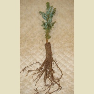 Fraser Fir Transplant Plug+1 8/12"