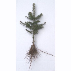 Korean Fir Transplant Plug+2 8/12"