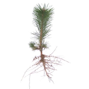 PINE SEEDLINGS & TRANSPLANTS