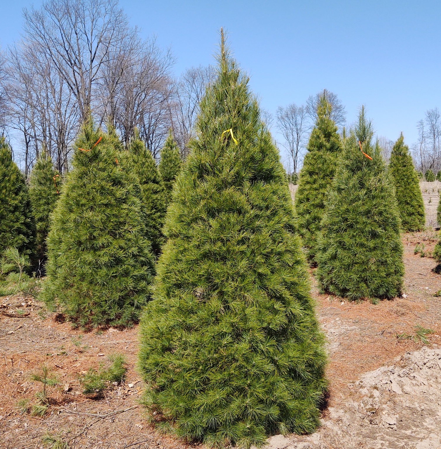 B&B Nursery Stock Wahmhoff Farms Nursery