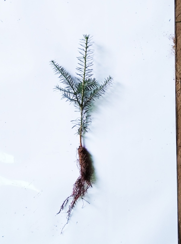 Canaan Fir Transplant Plug+1 10/16" - Sold out