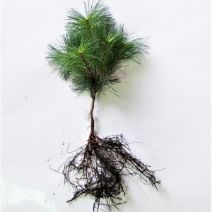 Eastern White Pine Transplant 2-1 8/14"