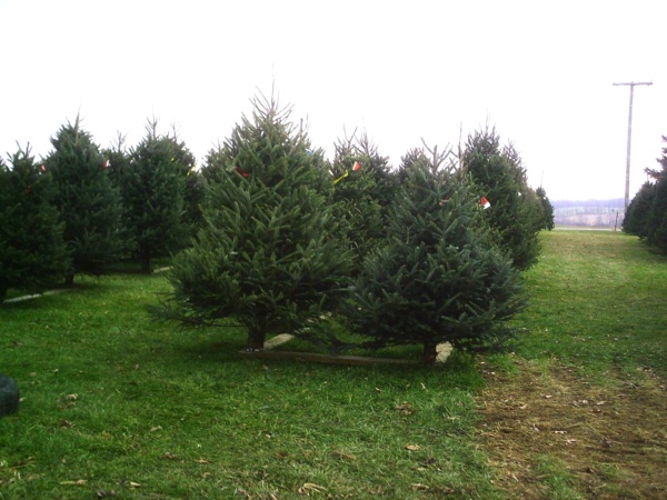 #200-Used 5'x10' Wooden Display Racks, including pin plates, completely assembled - Image 7